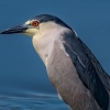 Al Figuccio_Night Heron_Honorable Mention_Open A_20241007