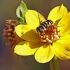 Edward Shulman_Bee on Flower_Equal Merit_Open B_20241007