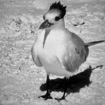 Francine Silver_Royal Tern Shadow on the Beach_Honorable Mention_Assigned B - Shadows_20241021