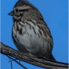 Jim Chelland_Bird on A Branch_Honorable Mention_Open A_20241007