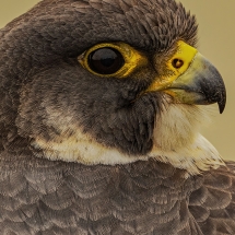 Wayne Quinto_Falcon Portrait_Equal Merit_Open B_20241021