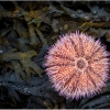 Wendy Milligan_The Pink Urchin of Oban_Equal Merit_Open A_20241007