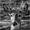 Al Figuccio_Backyard Young Buck_Equal Merit_Assigned A - Black & White_20251020