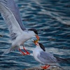 Al Figuccio_Feeding The Young Tern_Honorable Mention_Open A_20251020