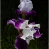 Edward Shulman_Iris_Honorable Mention_Open B_20251020