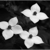 Edward Shulman_Japanese Dogwood_Honorable Mention_Assigned B Black & White_20251020