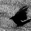 Edward Shulman_Raven Landing_Honorable Mention_Assigned B Black & White_20251020