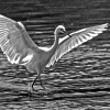 Edward Shulman_Snowy Egret_Honorable Mention_Assigned B Black & White_20251020