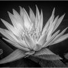 Ellen Stein_Water Lily_Honorable Mention_Assigned Salon Black & White_20251020