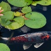 Francine Silver_Goldfish in Lily Pond_Honorable Mention_Open B_20251020