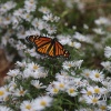 Rosemarie Campbell_Monarch Butterfly_Honorable Mention_Open B_20251020