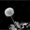 Wendy Kaplowitz_Dandelion_Honorable Mention_Assigned A - Black & White_20251020