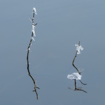 Charlene Federowicz_Ice with refections_Honorable Mention_Assigned Salon Water In Any Form_20260223