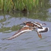 Edward Shulman_Ruddy Turnstone_Honorable Mention_Open B_20251124