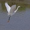 Edward Shulman_Snowy Egret Takeoff_Honorable Mention_Open B_20251124