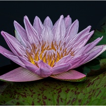 Ellen Stein_Pink Water Lily with Lily Pads_Honorable Mention_Open Salon_20260223