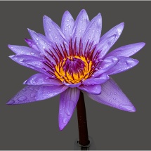 Ellen Stein_Purple Water Lily_Honorable Mention_Open Salon_20260223
