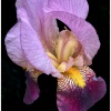 Francine Silver_Bearded Iris_Equal Merit_Open B_20260126
