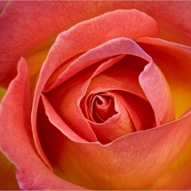 Lenny McDonald_Red Rose_Equal Merit_Open Salon_20260223