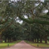Wendy Kaplowitz_Along the Oak Allee_Honorable Mention_Assigned A - Leading Lines_20251124