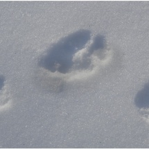 Wendy Kaplowitz_Paw Prints in the Snow_Equal Merit_Assigned A - Water In Any Form_20260223